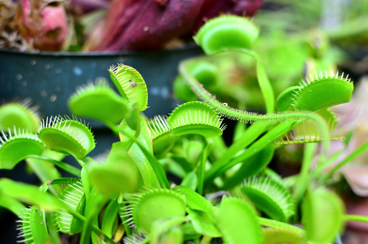 Carnivorous Plants